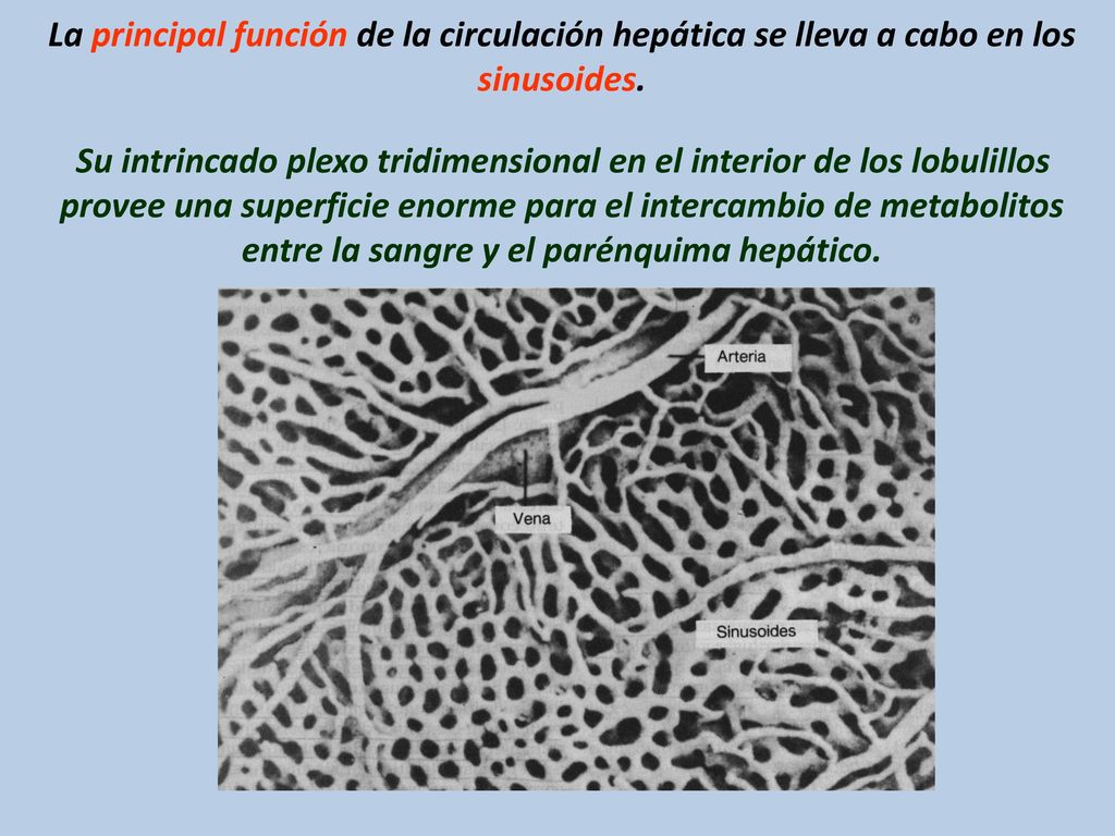La principal función de la circulación hepática se lleva a cabo en los sinusoides.