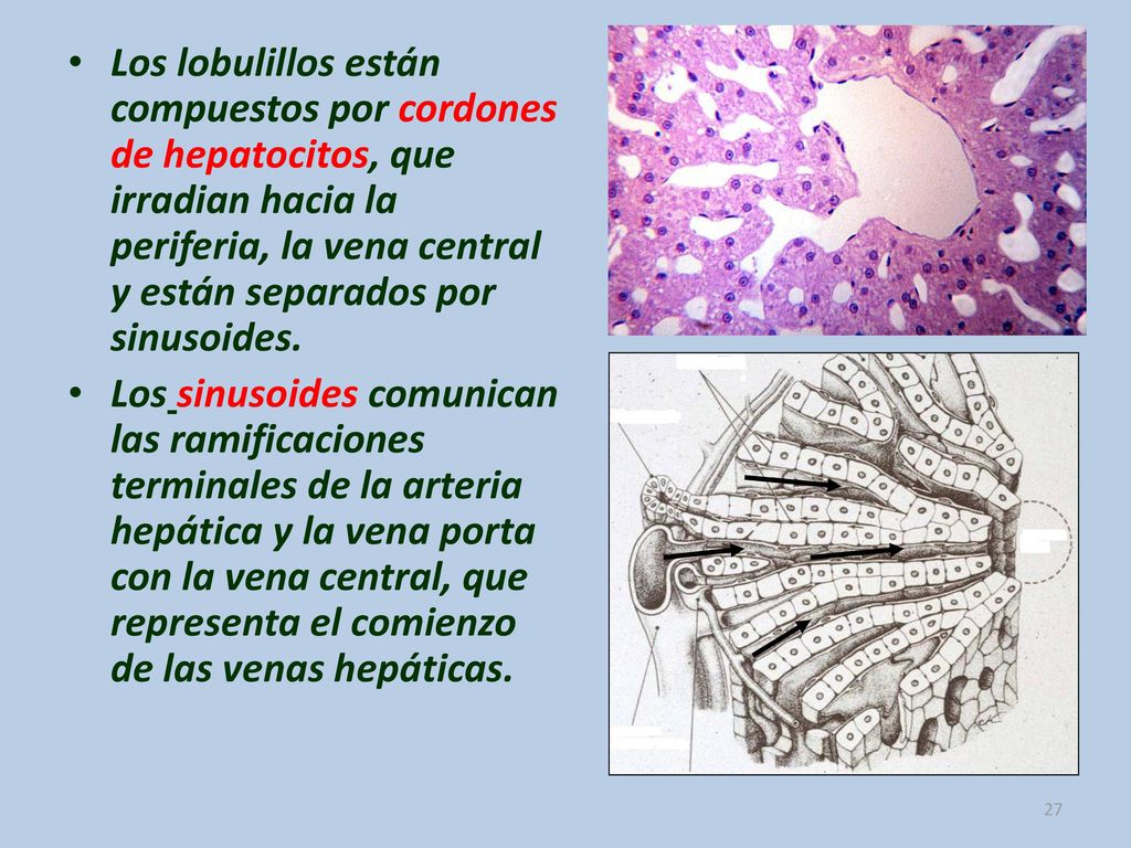 Los lobulillos están compuestos por cordones de hepatocitos, que irradian hacia la periferia, la vena central y están separados por sinusoides.