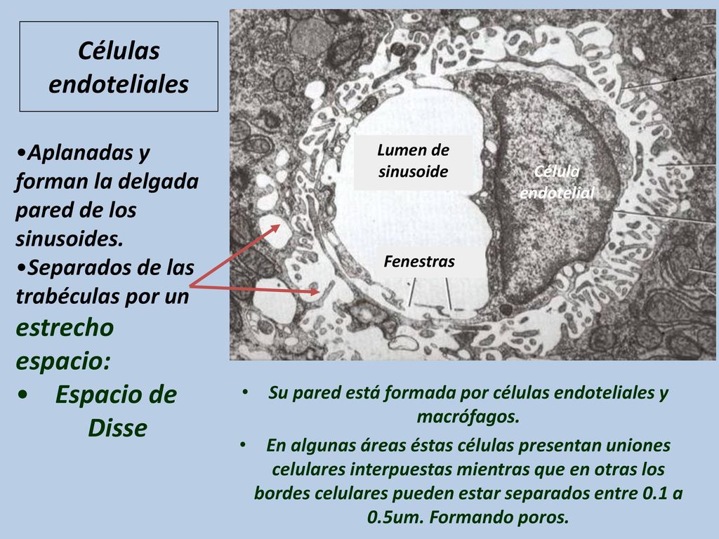Su pared está formada por células endoteliales y macrófagos.