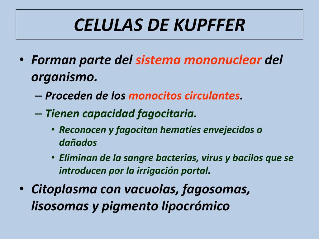 CELULAS DE KUPFFER Forman parte del sistema mononuclear del organismo.