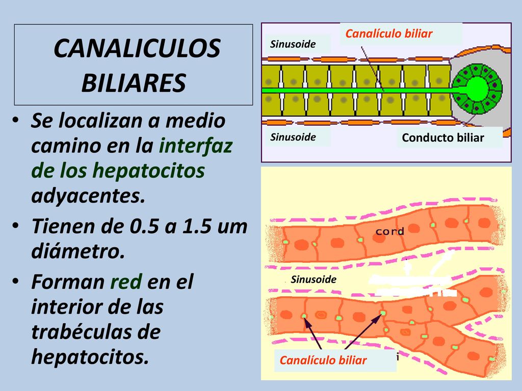CANALICULOS BILIARES Canalículo biliar. Sinusoide. Se localizan a medio camino en la interfaz de los hepatocitos adyacentes.
