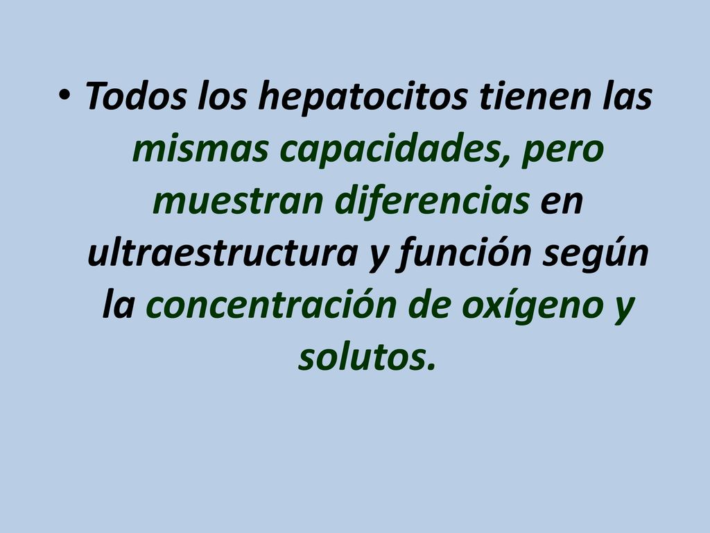 Todos los hepatocitos tienen las mismas capacidades, pero muestran diferencias en ultraestructura y función según la concentración de oxígeno y solutos.