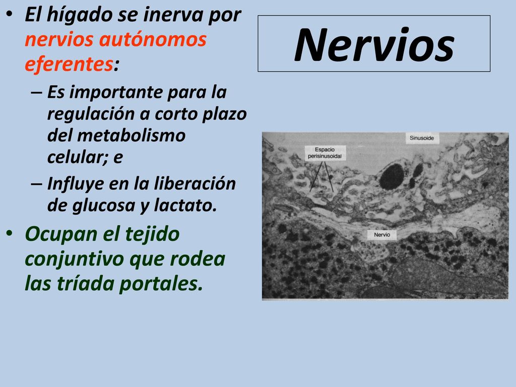 Nervios El hígado se inerva por nervios autónomos eferentes: