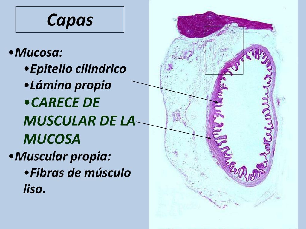 Capas CARECE DE MUSCULAR DE LA MUCOSA Mucosa: Epitelio cilíndrico