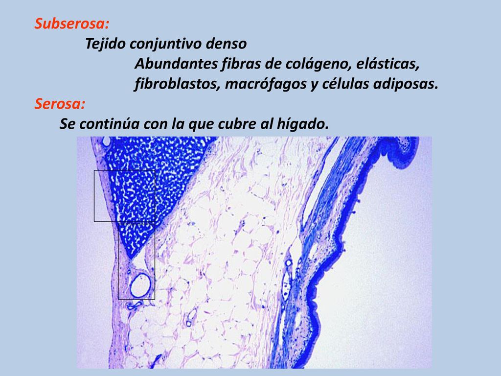 Subserosa: Tejido conjuntivo denso. Abundantes fibras de colágeno, elásticas, fibroblastos, macrófagos y células adiposas.
