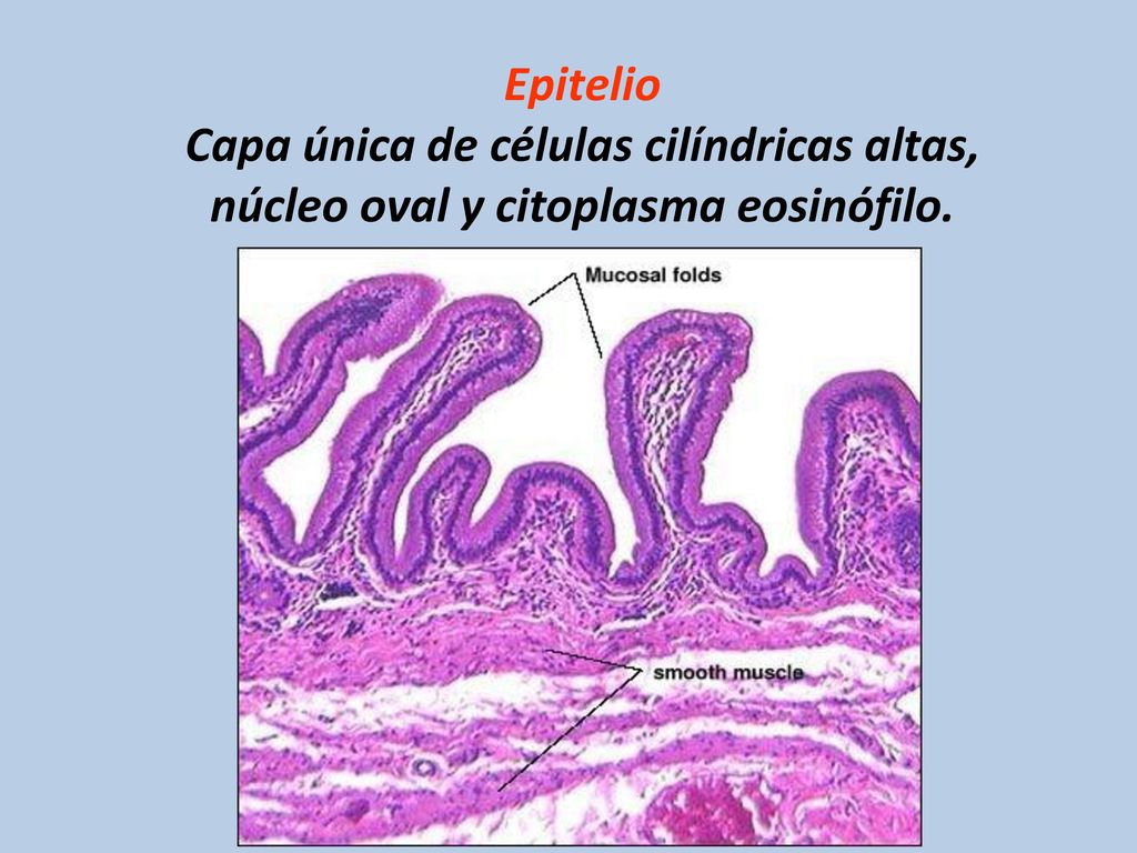 Epitelio Capa única de células cilíndricas altas, núcleo oval y citoplasma eosinófilo.
