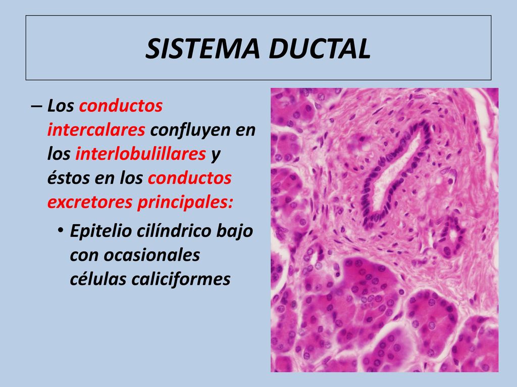 SISTEMA DUCTAL Los conductos intercalares confluyen en los interlobulillares y éstos en los conductos excretores principales:
