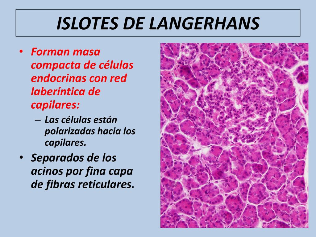 ISLOTES DE LANGERHANS Forman masa compacta de células endocrinas con red laberíntica de capilares: