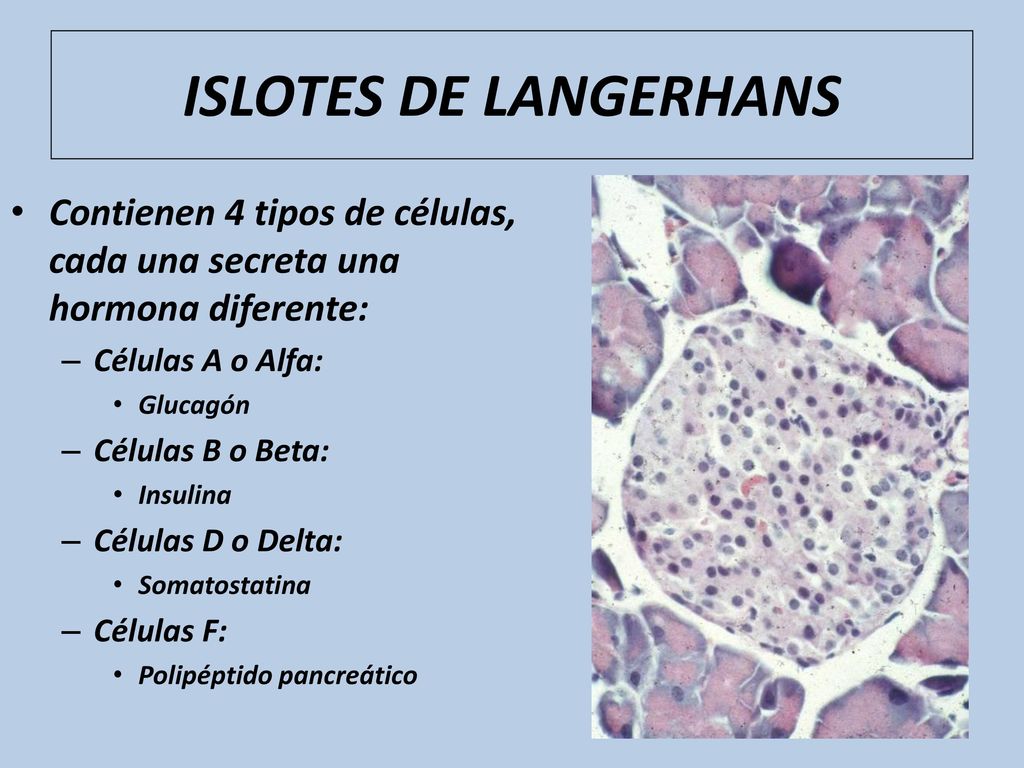 ISLOTES DE LANGERHANS Contienen 4 tipos de células, cada una secreta una hormona diferente: Células A o Alfa: