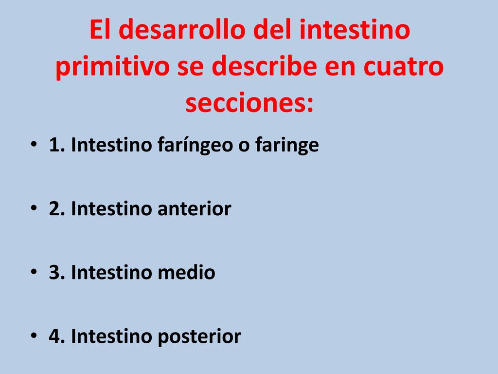 El desarrollo del intestino primitivo se describe en cuatro secciones: