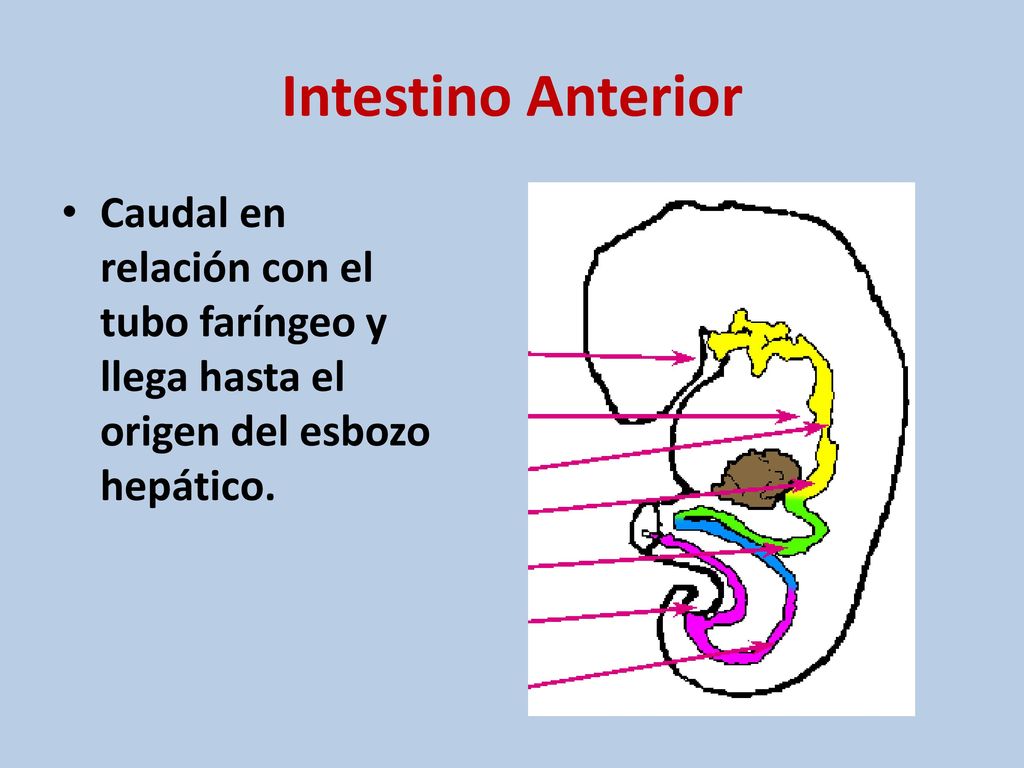 Intestino Anterior Caudal en relación con el tubo faríngeo y llega hasta el origen del esbozo hepático.