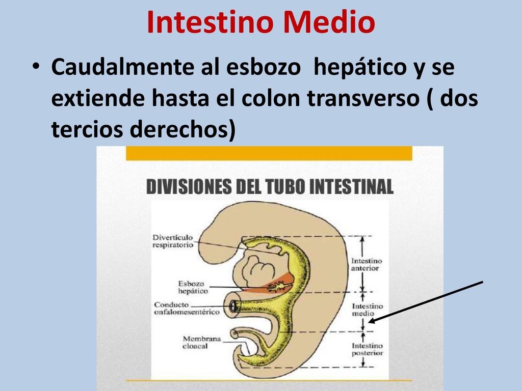 Intestino Medio Caudalmente al esbozo hepático y se extiende hasta el colon transverso ( dos tercios derechos)