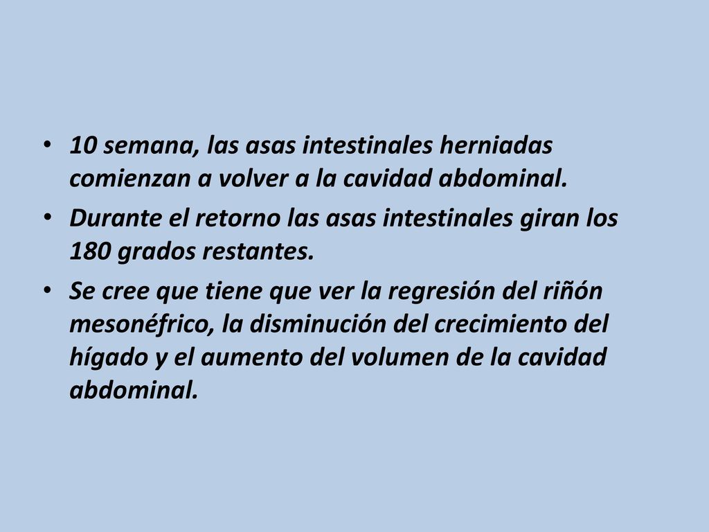 10 semana, las asas intestinales herniadas comienzan a volver a la cavidad abdominal.