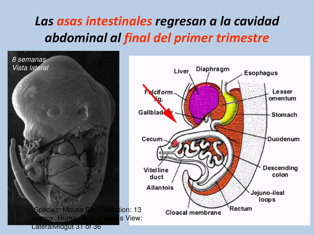 Las asas intestinales regresan a la cavidad abdominal al final del primer trimestre