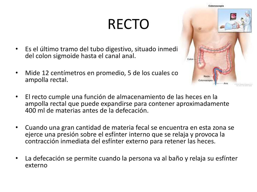 RECTO Es el último tramo del tubo digestivo, situado inmediatamente después del colon sigmoide hasta el canal anal.