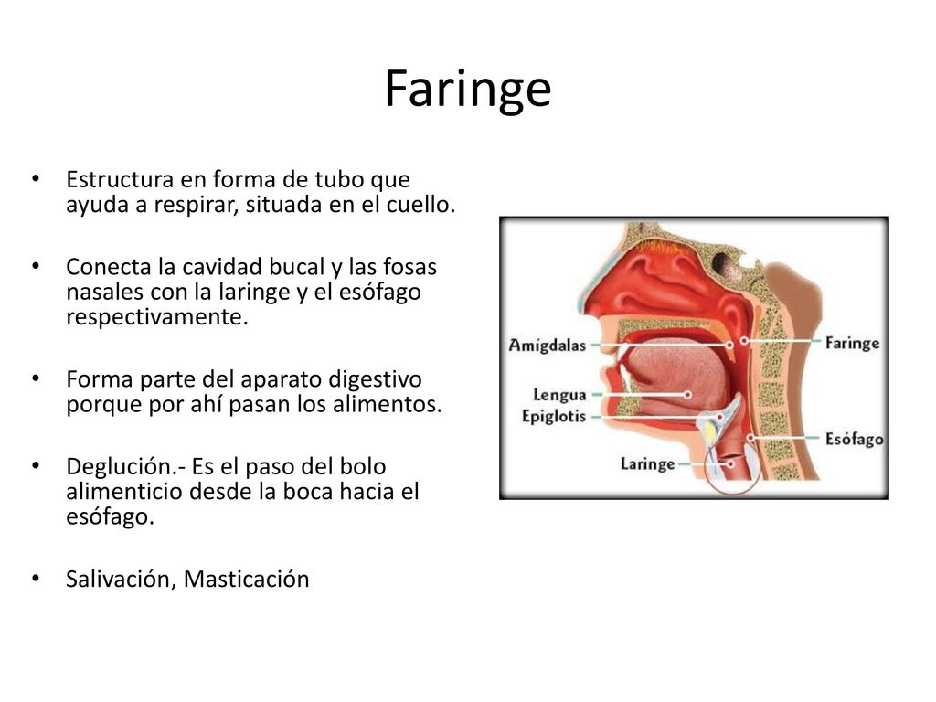 Faringe Estructura en forma de tubo que ayuda a respirar, situada en el cuello.