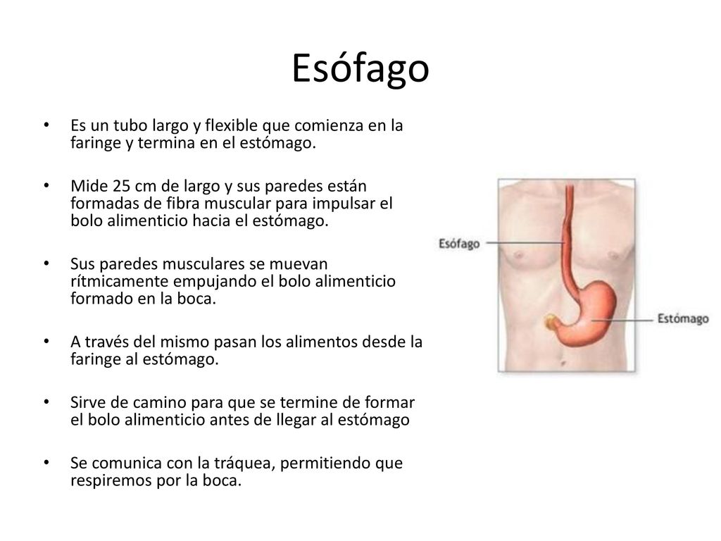 Esófago Es un tubo largo y flexible que comienza en la faringe y termina en el estómago.