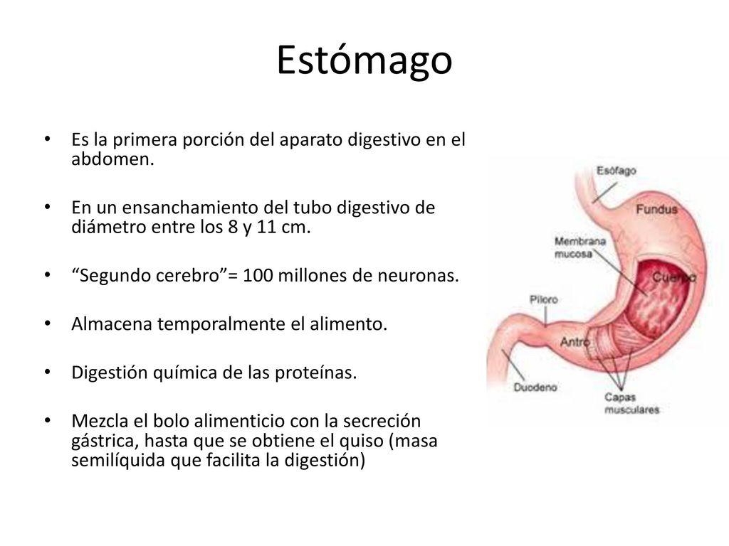 Estómago Es la primera porción del aparato digestivo en el abdomen.
