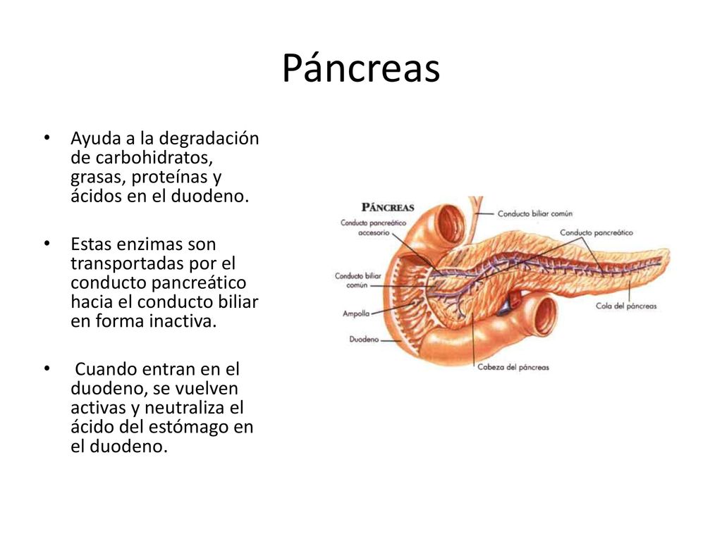 Páncreas Ayuda a la degradación de carbohidratos, grasas, proteínas y ácidos en el duodeno.