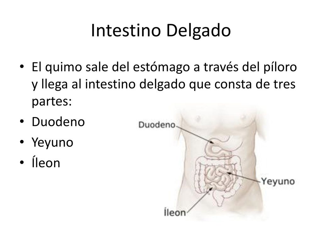Intestino Delgado El quimo sale del estómago a través del píloro y llega al intestino delgado que consta de tres partes: