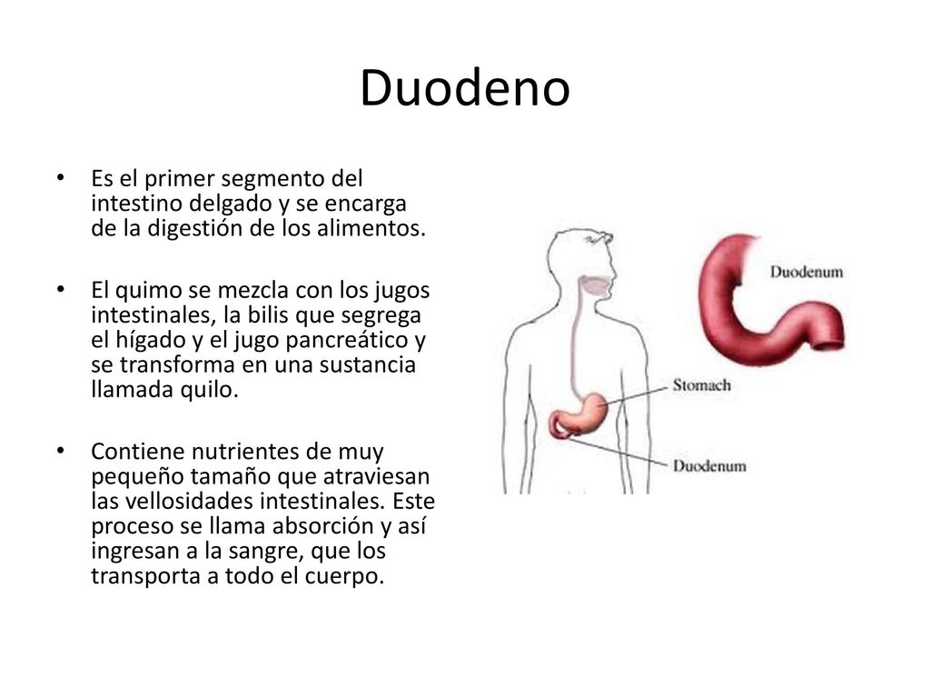 Duodeno Es el primer segmento del intestino delgado y se encarga de la digestión de los alimentos.