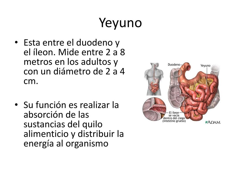 Yeyuno Esta entre el duodeno y el íleon. Mide entre 2 a 8 metros en los adultos y con un diámetro de 2 a 4 cm.