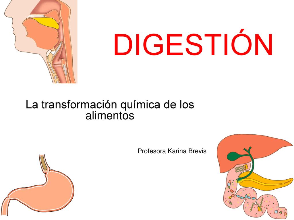 La transformación química de los alimentos Profesora Karina Brevis