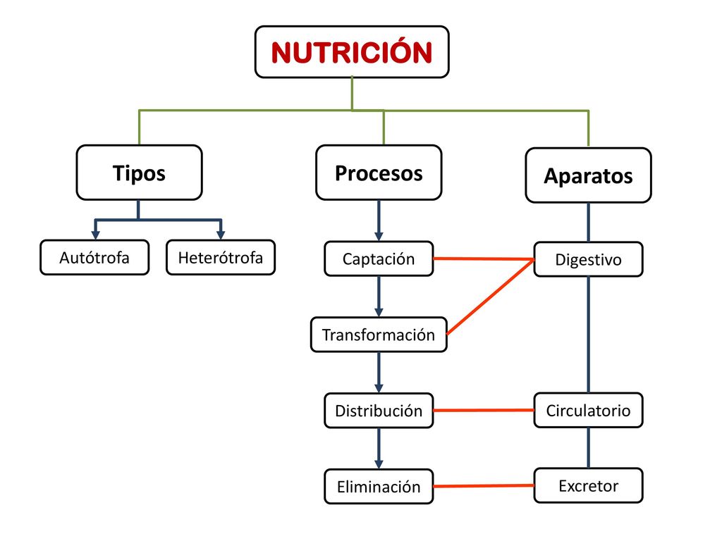 NUTRICIÓN Tipos Procesos Aparatos Autótrofa Heterótrofa Captación