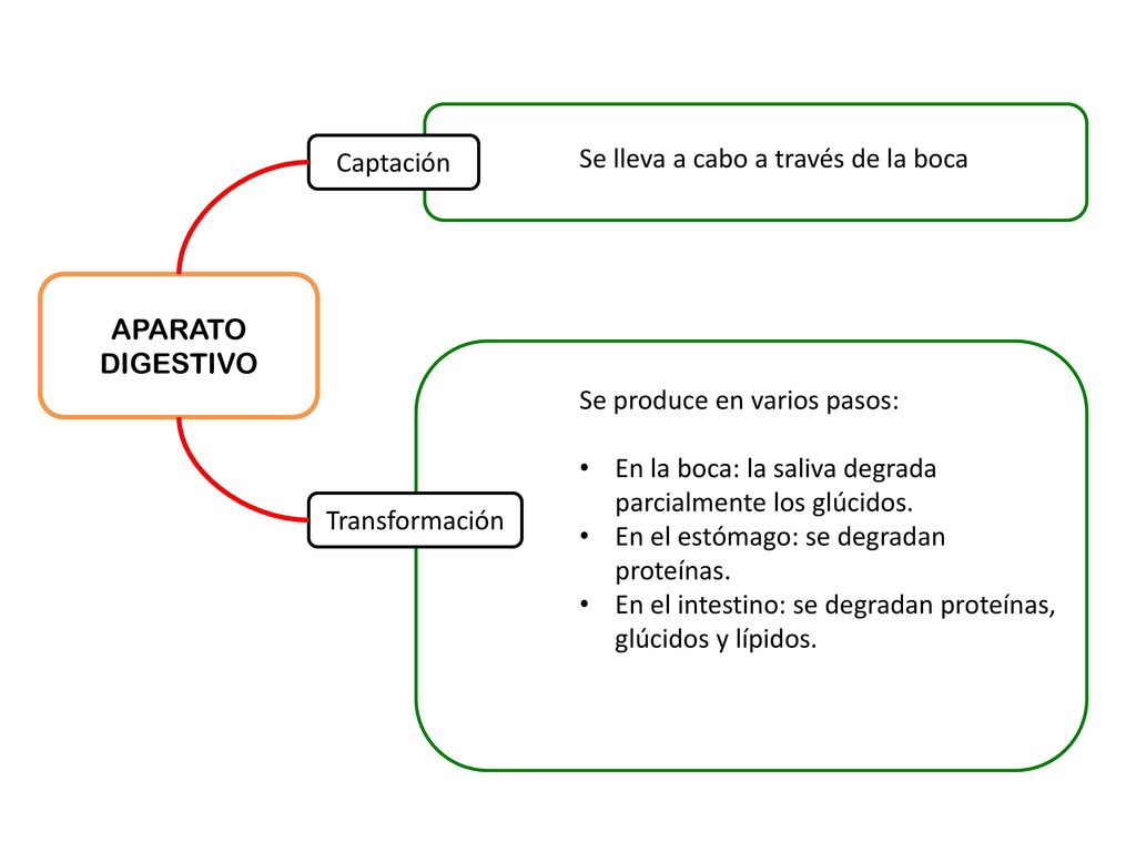 Captación Se lleva a cabo a través de la boca. APARATO DIGESTIVO. Se produce en varios pasos: