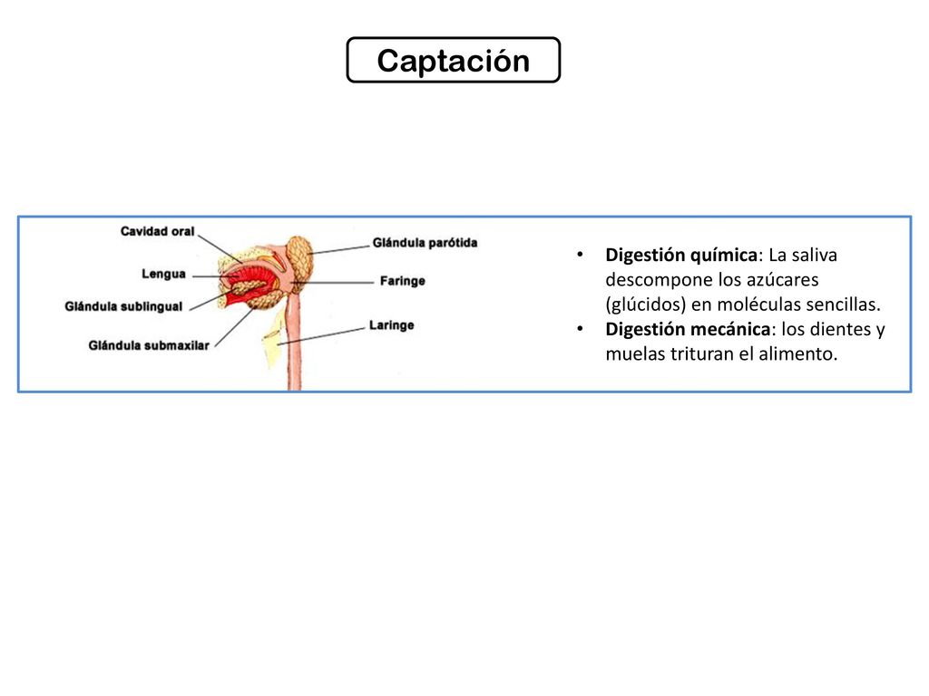 Captación Digestión química: La saliva descompone los azúcares (glúcidos) en moléculas sencillas.