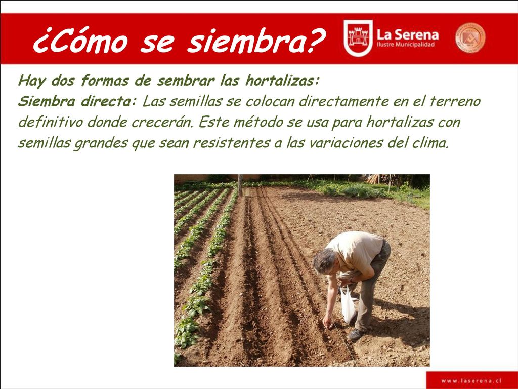 ¿Cómo se siembra Hay dos formas de sembrar las hortalizas: