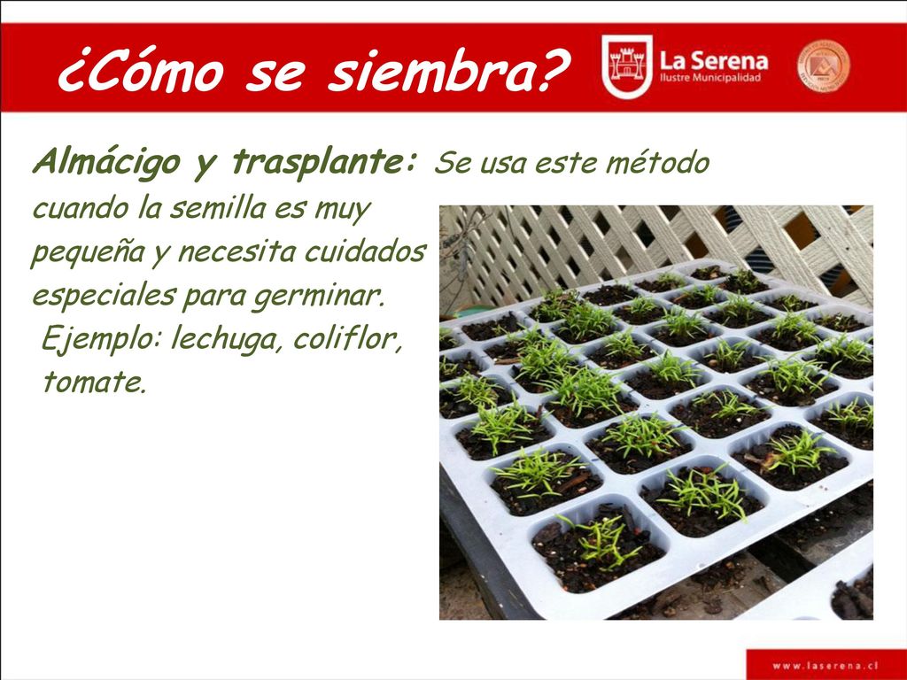 ¿Cómo se siembra Almácigo y trasplante: Se usa este método