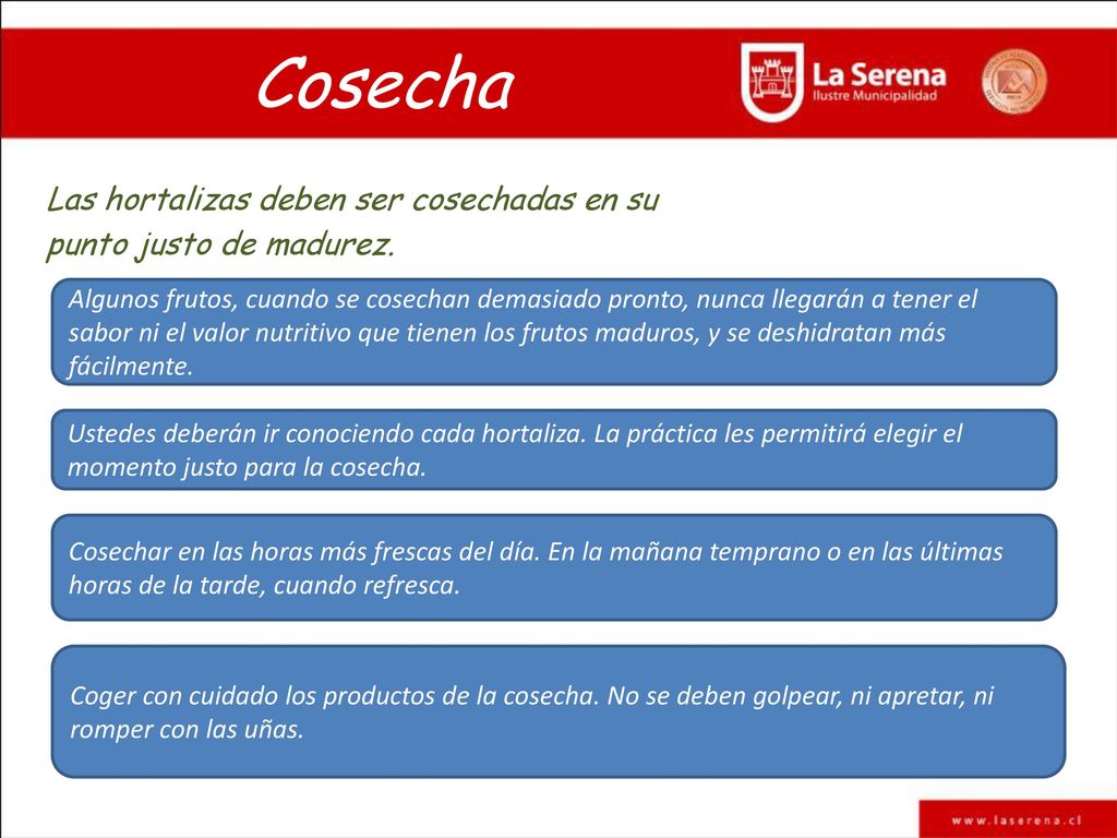 Las hortalizas deben ser cosechadas en su punto justo de madurez.