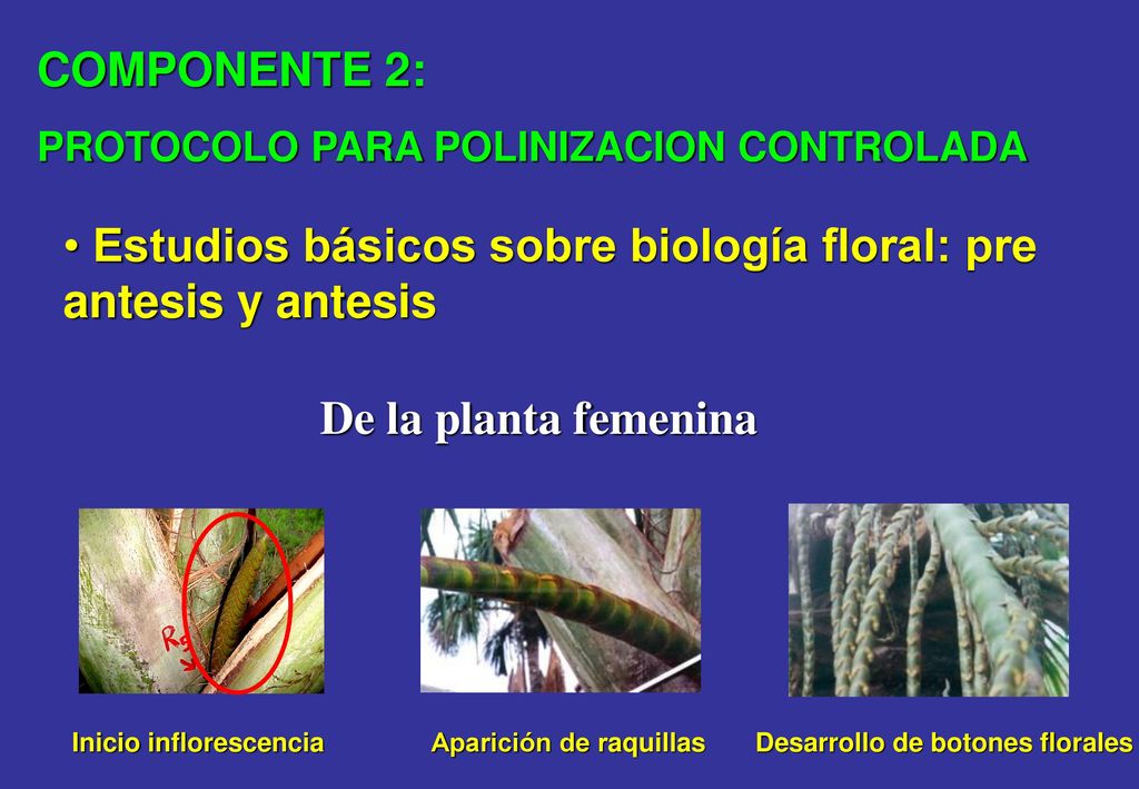 Estudios básicos sobre biología floral: pre antesis y antesis