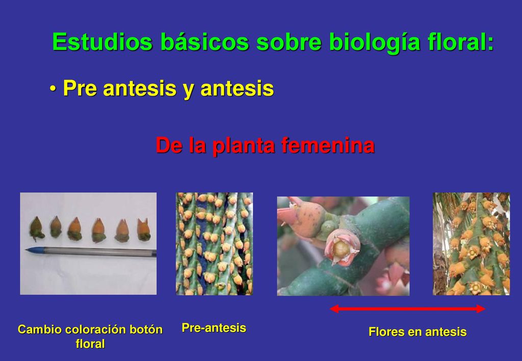 Estudios básicos sobre biología floral: Cambio coloración botón floral