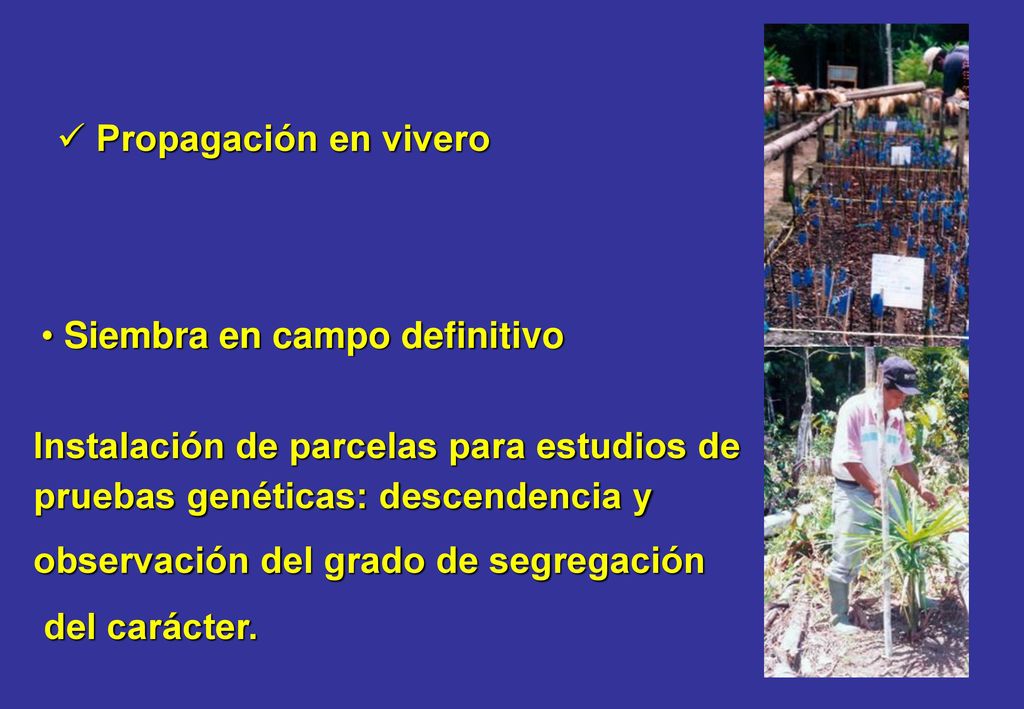 Propagación en vivero Siembra en campo definitivo. Instalación de parcelas para estudios de. pruebas genéticas: descendencia y.