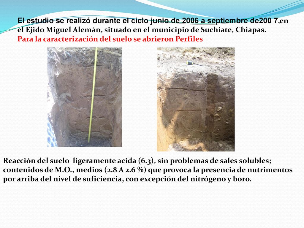 El estudio se realizó durante el ciclo junio de 2006 a septiembre de200 7,en el Ejido Miguel Alemán, situado en el municipio de Suchiate, Chiapas.