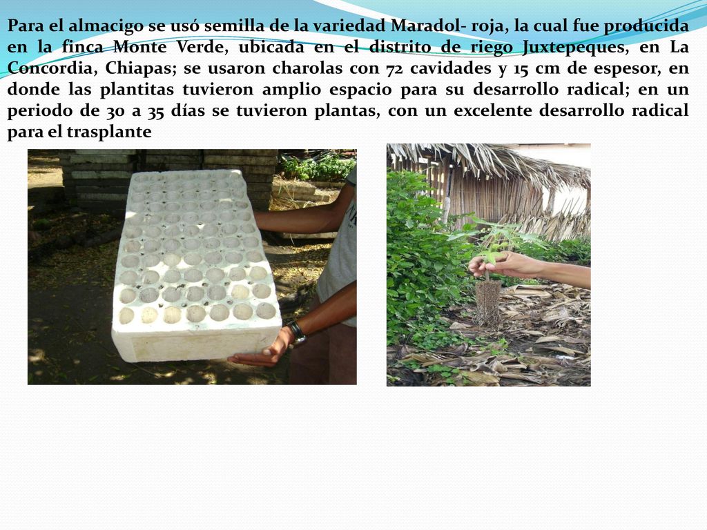 Para el almacigo se usó semilla de la variedad Maradol- roja, la cual fue producida en la finca Monte Verde, ubicada en el distrito de riego Juxtepeques, en La Concordia, Chiapas; se usaron charolas con 72 cavidades y 15 cm de espesor, en donde las plantitas tuvieron amplio espacio para su desarrollo radical; en un periodo de 30 a 35 días se tuvieron plantas, con un excelente desarrollo radical para el trasplante