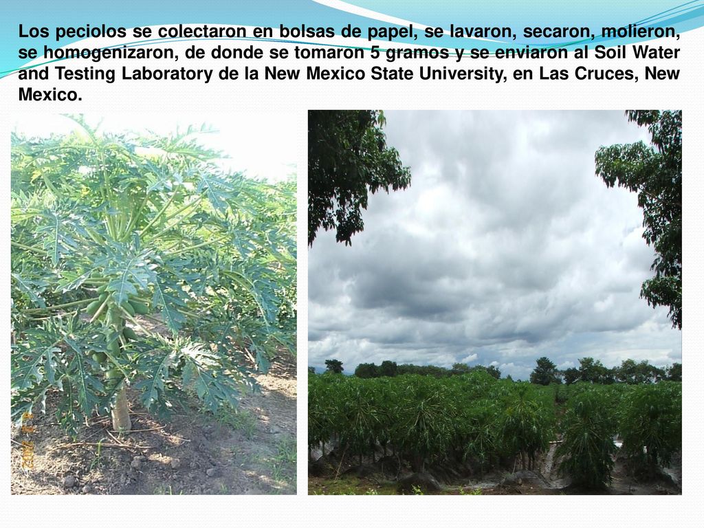 Los peciolos se colectaron en bolsas de papel, se lavaron, secaron, molieron, se homogenizaron, de donde se tomaron 5 gramos y se enviaron al Soil Water and Testing Laboratory de la New Mexico State University, en Las Cruces, New Mexico.