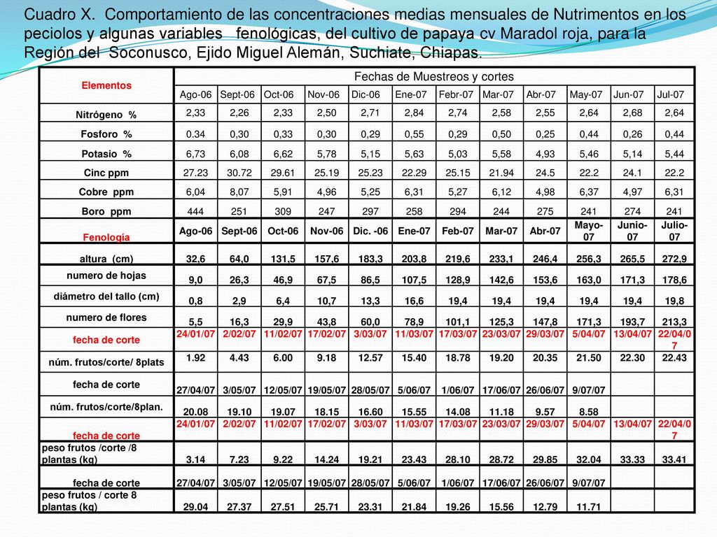 Cuadro X. Comportamiento de las concentraciones medias mensuales de Nutrimentos en los peciolos y algunas variables fenológicas, del cultivo de papaya cv Maradol roja, para la Región del Soconusco, Ejido Miguel Alemán, Suchiate, Chiapas.