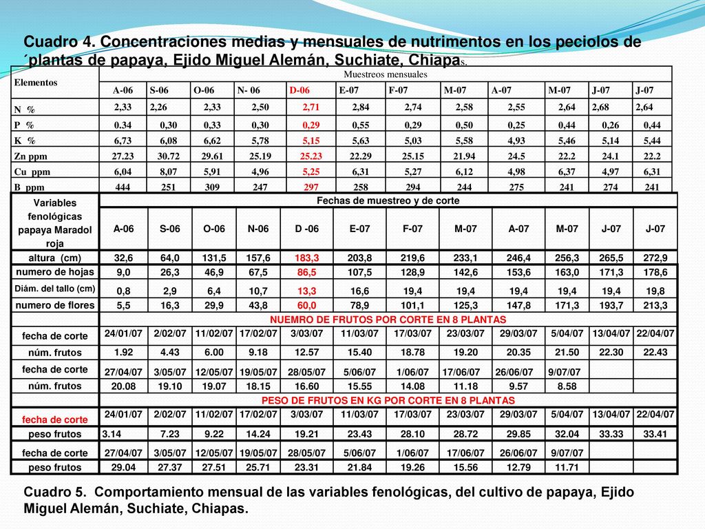Cuadro 4. Concentraciones medias y mensuales de nutrimentos en los peciolos de ´plantas de papaya, Ejido Miguel Alemán, Suchiate, Chiapas.
