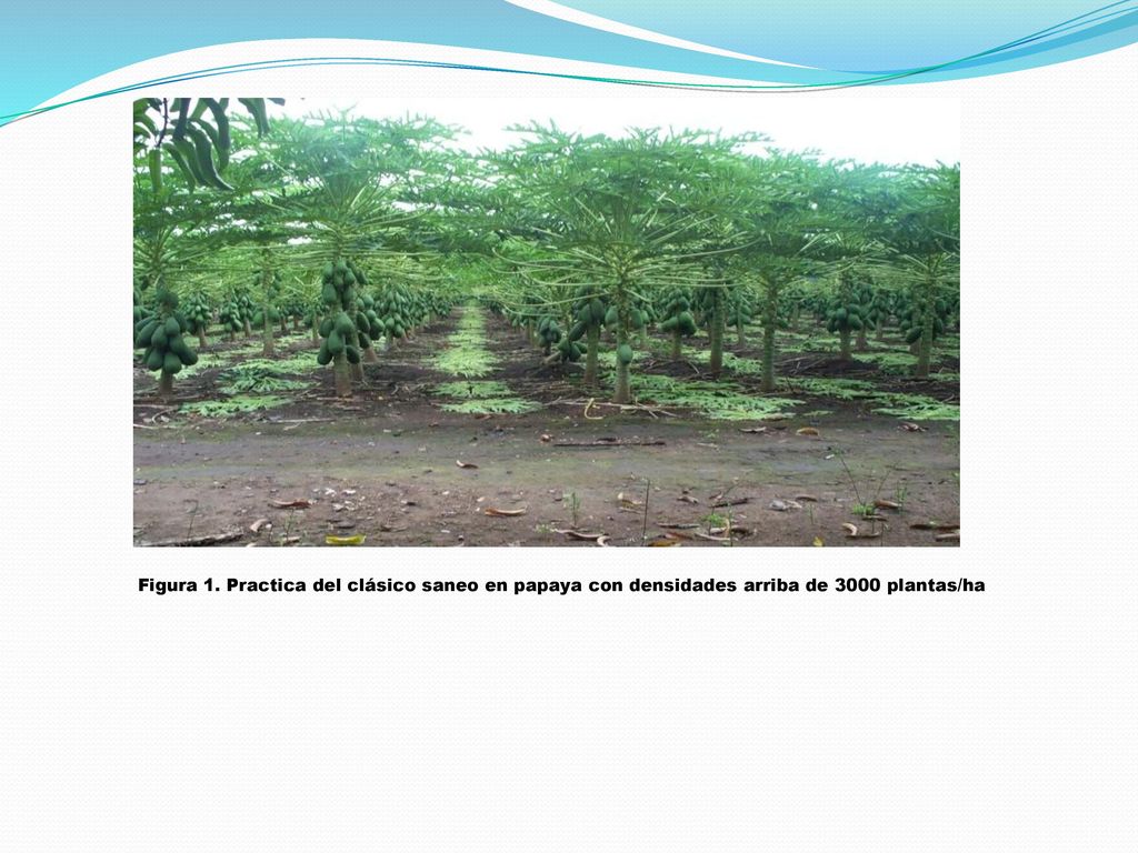 Figura 1. Practica del clásico saneo en papaya con densidades arriba de 3000 plantas/ha
