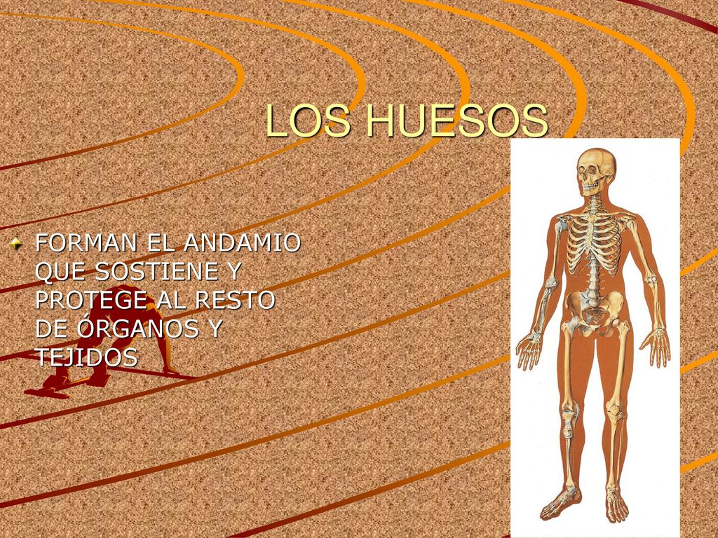 LOS HUESOS FORMAN EL ANDAMIO QUE SOSTIENE Y PROTEGE AL RESTO DE ÓRGANOS Y TEJIDOS