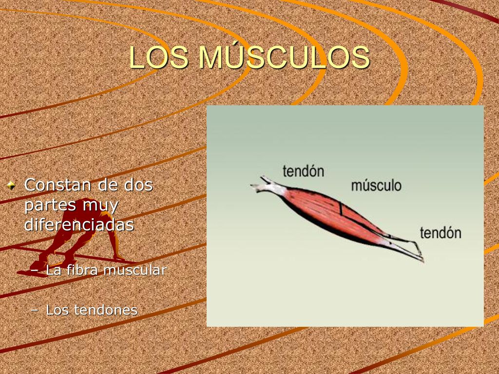 LOS MÚSCULOS Constan de dos partes muy diferenciadas La fibra muscular