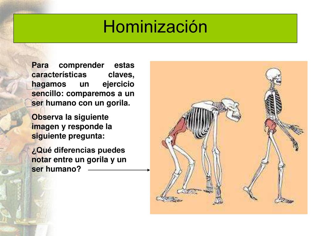 Hominización Para comprender estas características claves, hagamos un ejercicio sencillo: comparemos a un ser humano con un gorila.