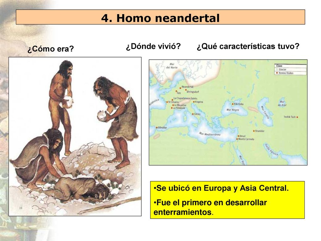 4. Homo neandertal ¿Dónde vivió ¿Qué características tuvo ¿Cómo era