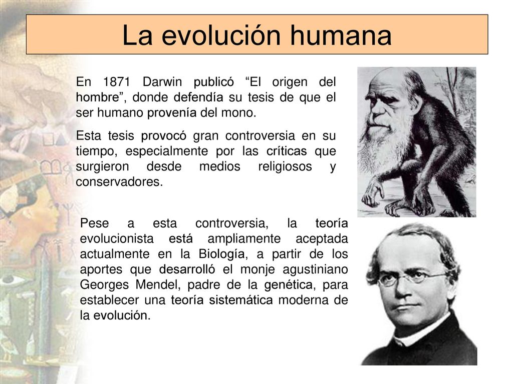 La evolución humana En 1871 Darwin publicó El origen del hombre , donde defendía su tesis de que el ser humano provenía del mono.