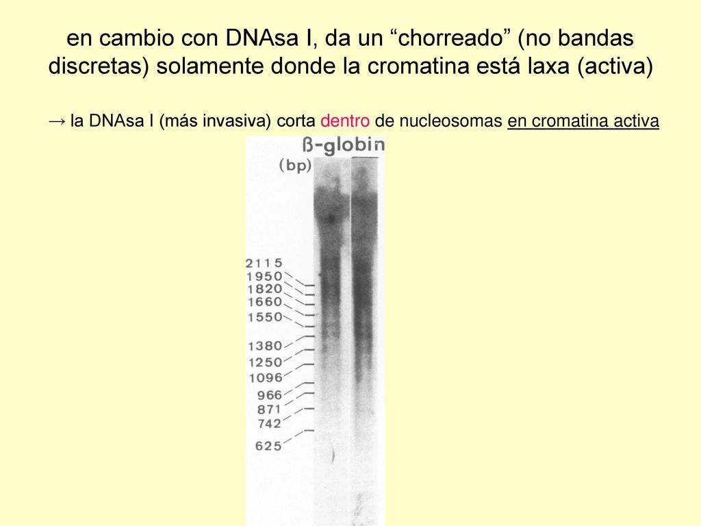 en cambio con DNAsa I, da un chorreado (no bandas discretas) solamente donde la cromatina está laxa (activa)