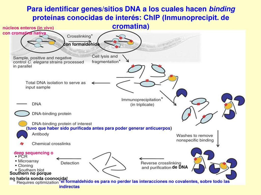 Para identificar genes/sitios DNA a los cuales hacen binding proteínas conocidas de interés: ChIP (Inmunoprecipit. de cromatina)