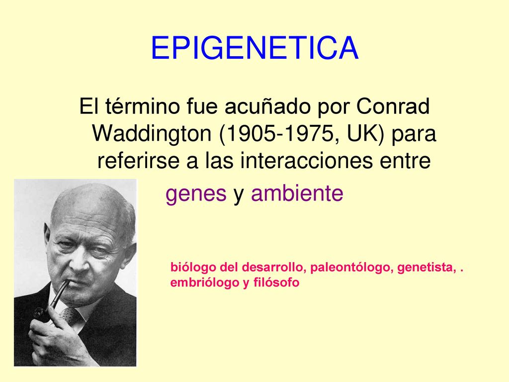 EPIGENETICA El término fue acuñado por Conrad Waddington ( , UK) para referirse a las interacciones entre genes y ambiente